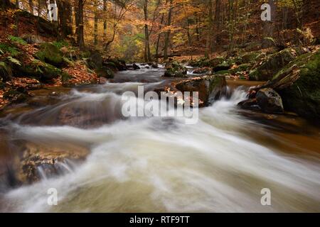 Mountain Creek Ilse fließt durch autumnally farbige Laubwälder, Harz, Sachsen-Anhalt, Deutschland Stockfoto