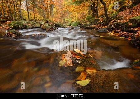 Mountain Creek Ilse fließt durch autumnally farbige Laubwälder, Harz, Sachsen-Anhalt, Deutschland Stockfoto