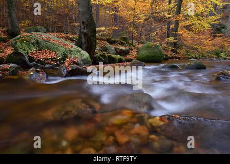 Mountain Creek Ilse fließt durch autumnally farbige Laubwälder, Harz, Sachsen-Anhalt, Deutschland Stockfoto