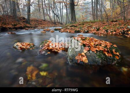 Mountain Brook Ilse fließt durch Laubwald im Herbst, Harz, Sachsen-Anhalt, Deutschland Stockfoto