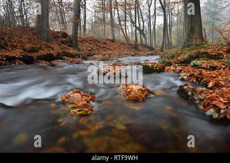 Mountain Brook Ilse fließt durch Laubwald im Herbst, Harz, Sachsen-Anhalt, Deutschland Stockfoto