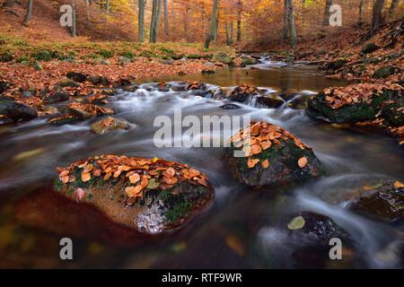 Ilse Gebirgsbach fließt durch autumnally farbige Laubwälder, Harz, Sachsen-Anhalt, Deutschland Stockfoto