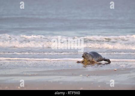 Kegelrobbe (Halichoerus grypus), erwachsene Frau robbt aus dem Wasser am Strand, Düne Helgoland, Deutschland Stockfoto