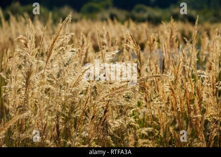 Blühende Holz Klein - Reed (Calamagrostis epigejos), Naturschutzgebiet Isarauen, Bayern, Deutschland Stockfoto