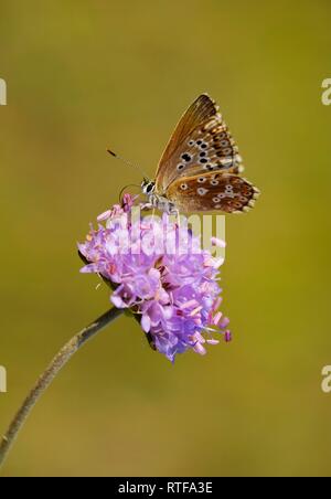 Adonis blau (Polyommatus bellargus), Weibchen auf Feld-witwenblume (Knautia arvensis), Naturschutzgebiet Isarauen, Oberbayern Stockfoto