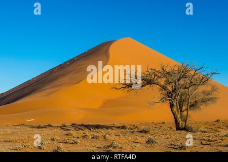 Camelthorn Baum (Acacia Erioloba) vor der riesigen sanddune Düne 45, Namib-Naukluft-Nationalpark, Namibia Stockfoto