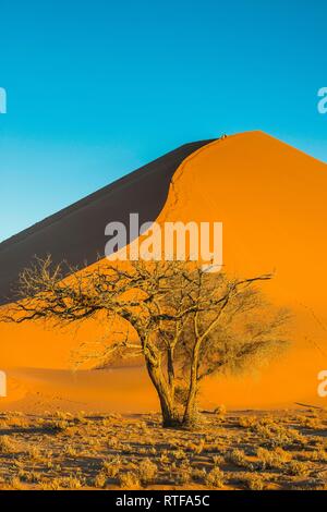 Camelthorn Baum (Acacia Erioloba) vor der riesigen sanddune Düne 45, Namib-Naukluft-Nationalpark, Namibia Stockfoto