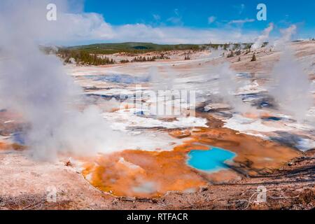 Dampfende Geysire, heiße Quellen, farbenfrohe Mineralablagerungen im Porzellan Waschbecken, Noris Geyser Basin, Yellowstone National Park Stockfoto