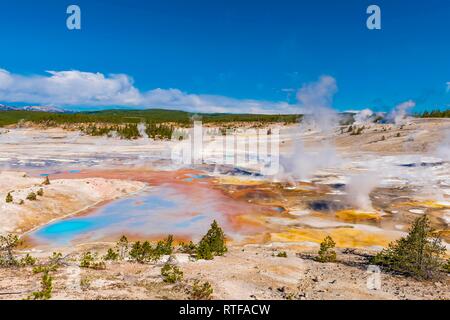 Dampfende Geysire, heiße Quellen, farbenfrohe Mineralablagerungen im Porzellan Waschbecken, Noris Geyser Basin, Yellowstone National Park Stockfoto