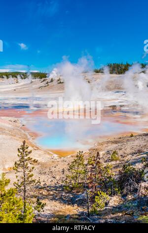 Dampfende Geysire, heiße Quellen, farbenfrohe Mineralablagerungen in Porzellan Waschbecken, Noris Geyser Basin, Yellowstone National Park Stockfoto