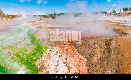 Dampfende Geysire, heiße Quellen, farbenfrohe Mineralablagerungen in Porzellan Waschbecken, Noris Geyser Basin, Yellowstone National Park Stockfoto