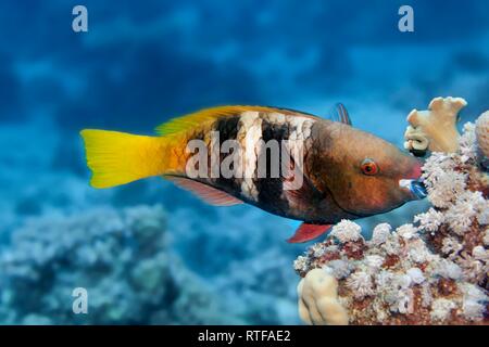 Rusty Papageienfisch (Scarus Art) Ernährung Coral, Rotes Meer, Ägypten Stockfoto