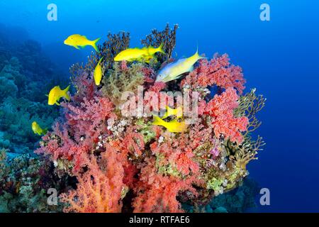 Schwarm Golden Goatfishes (Parupeneus cyclostomus) sieht im Coral Block mit roten Weichkorallen (dendronephthya Klunzinger Stockfoto