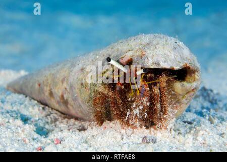 Einsiedlerkrebs (Aniculus retipes) im Schneckenhaus auf sandigem Grund, Rotes Meer, Ägypten
