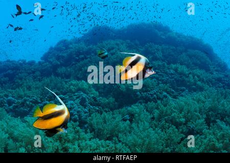 Rotes Meer bannerfishes (heniochus Intermedius) Schwimmen über Coral Reef, Rotes Meer, Ägypten Stockfoto