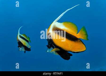 Rotes Meer bannerfishes (heniochus Intermedius) Schwimmen im offenen Meer, Rotes Meer, Ägypten Stockfoto