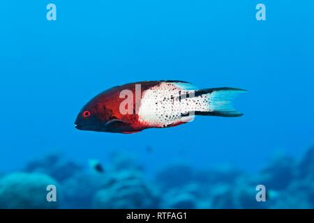 Lyra-tail hogfish (Bodianus anthioides) schwimmt über Coral Reef, Rotes Meer, Ägypten Stockfoto