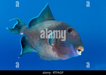 Blaue Drückerfische (Pseudobalistes fuscus) Schwimmen im offenen Meer, Rotes Meer, Ägypten Stockfoto