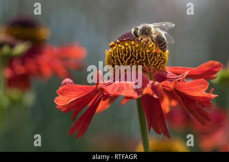 Honigbienen (Apis mellifera) im Nektar suchen, Baden-Württemberg, Deutschland Stockfoto