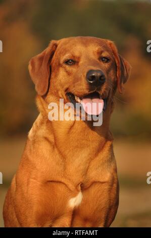 Labrador Retriever, Gelb, Mann, Tier Portrait, Österreich Stockfoto