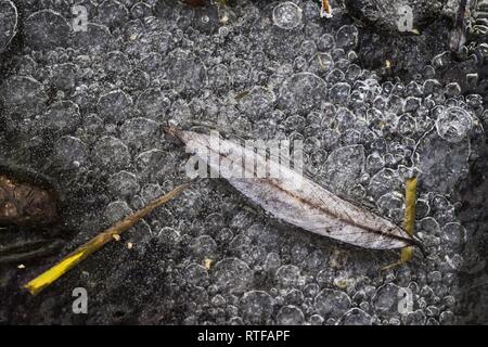 Willow leaf in gefrorenen Pfütze, Strukturen in Eis, Hessen, Deutschland Stockfoto