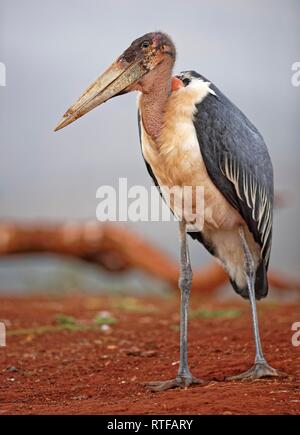 Marabu (Leptoptilos crumeniferus), KwaZulu-Natal, Südafrika Stockfoto