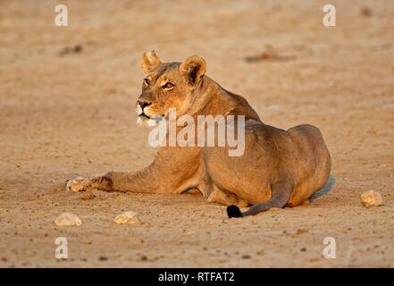 Löwin (Panthera leo) liegt im Sand, Kgalagadi Transfrontier Park, Südafrika Stockfoto