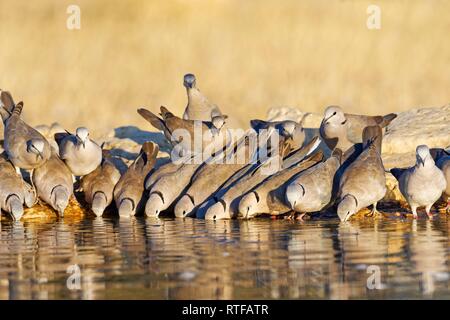 Ring-necked Dove (Streptopelia capicola) morgens trinken an der Wasserstelle, Kgalagadi Transfrontier Park, Südafrika Stockfoto