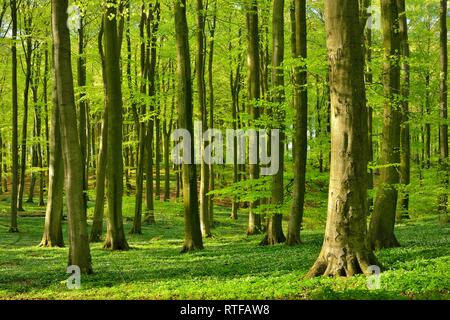 Sonnige buche wald im Frühling, frisch grün, Buschwindröschen blühen, Nationalpark Jasmund Insel Rügen Stockfoto