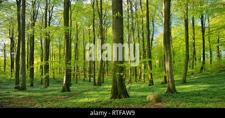 Sonnige buche wald im Frühling, frisch grün, Buschwindröschen blühen, Nationalpark Jasmund Insel Rügen Stockfoto