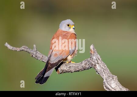 Weniger Turmfalke (Falco naumanni), männlich sitzen auf Zweig, Spanien Stockfoto