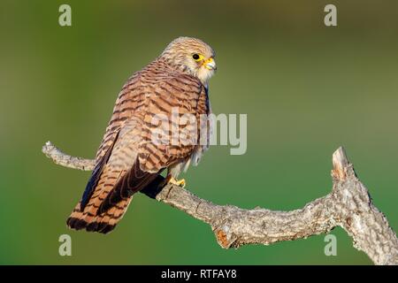 Weniger Turmfalke (Falco naumanni), Weibliche sitzt auf einem Ast, Spanien Stockfoto