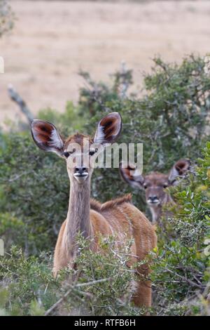 Mehr kudus (Tragelaphus strepsiceros), Alert, Addo Elephant National Park, Eastern Cape, Südafrika Stockfoto