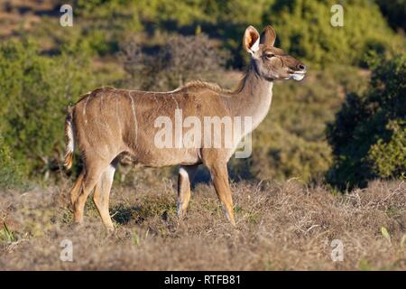 Mehr Kudu (Tragelaphus strepsiceros), erwachsene Frau in Shrubland, Addo Elephant National Park, Eastern Cape, Südafrika Stockfoto