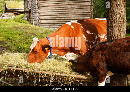 Kühe in der Farm, die beweidung von einem Haufen Heu. Stockfoto