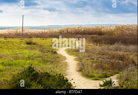 Pfad in das Feld auf der Schilf in Zypern. Stockfoto