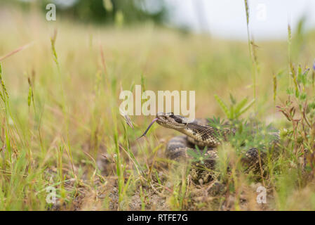 Einen großen, neugierigen erwachsenen Northern Pacific Rattlesnake entdeckt in einigen hohen Gras in der Nähe eine Höhle im frühen Frühling, in Nordkalifornien. Stockfoto