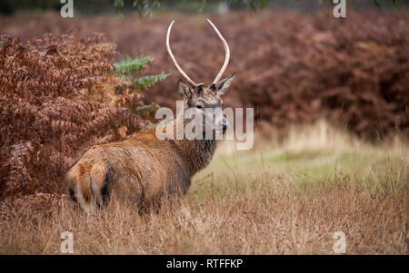 Rehe im Buschigen Park London Stockfoto