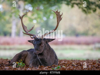 Rehe im Buschigen Park London Stockfoto