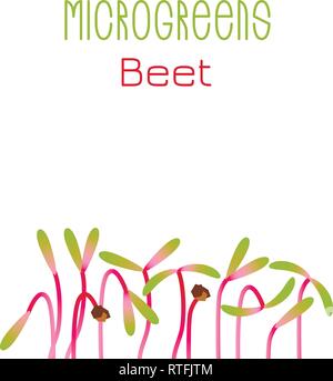 Microgreens Zuckerrüben. Saatgut packaging design. Keime von Samen einer Pflanze. Vitamin Supplement, veganes Essen Stock Vektor