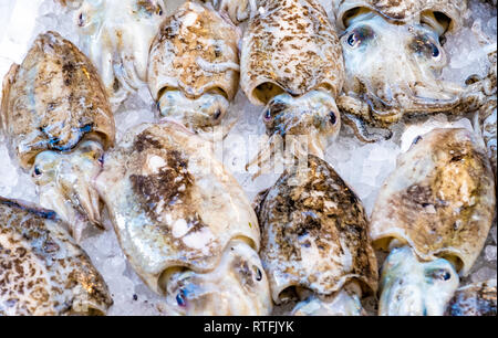 Tintenfisch in offenen seamarket, Napoli Stockfoto