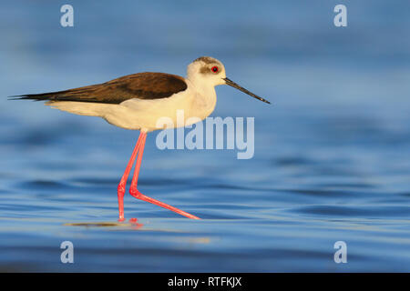 Schwarz geflügelte Stelze - Pernilongo - Himantopus himantopus Stockfoto