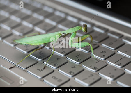 Software bug Metapher, Mantis Wanderungen auf einem Laptop Tastatur mit englischen und russischen Buchstaben Stockfoto