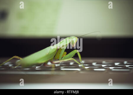 Software bug Metapher, grün Mantis sitzen auf Laptop Tastatur Stockfoto