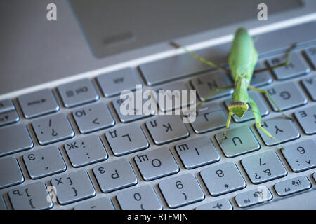 Software bug Metapher, Mantis sitzt auf einem Laptop Tastatur mit englischen und russischen Buchstaben Stockfoto