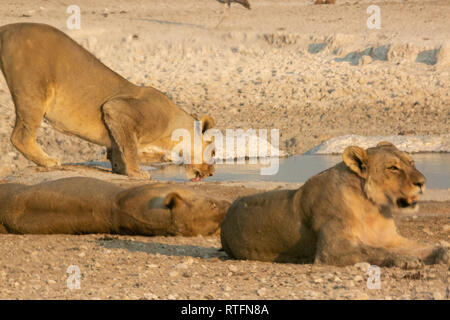 Drei weibliche Löwen Wasserloch ein Trinken morgen Etosha National Park, Namibia, Afrika Stockfoto