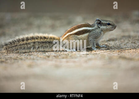 Fünf-gestreiften Palm Squirrel (Funambulus pennantii). Eine lebende Tiere, aber hier auf der Erde bewegt sich zwischen Bäumen. Im Norden Indiens. Stockfoto