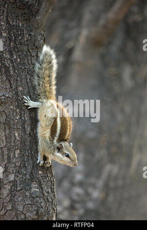 Fünf-gestreiften Palm Squirrel (Funambulus pennantii). Absteigend aus einem Baumstamm. Notieren Sie die Position der hinteren Füße und Ziffern, greifen die Rinde zu stabilisieren Stockfoto