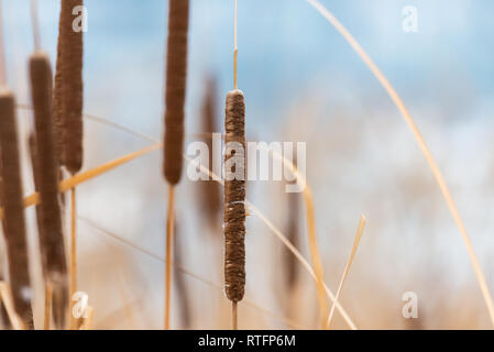 Rohrkolben oder Cattails auf einem verschwommenen Hintergrund. Stockfoto