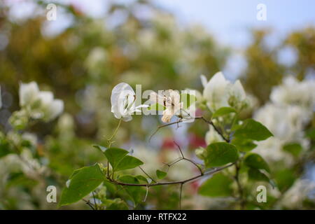 Blume Stockfoto